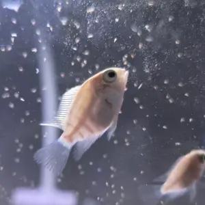 (아쿠아네스트) 화이트 플레티넘 미니패럿 (시클리드) 10마리 3~4cm