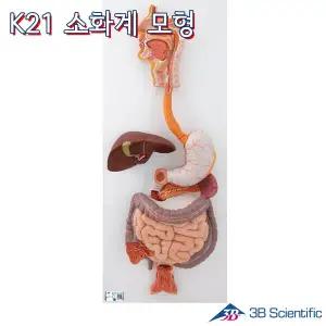 [종로의료기]3B Scientific 인체모형 3분리 소화계모형 K21 실제인체사이즈