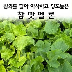 [모종심는아빠] 참외의 외관으로 아삭하고 당도높은 참맛멜론 모종3개