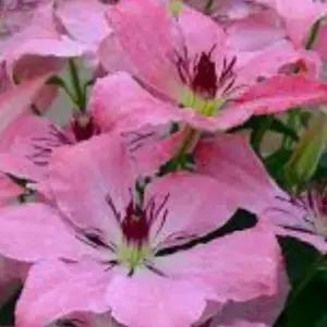 클레마티스 사라엘리자베스 핑크 리블루밍 포트 묘목 노지월동 정원조경식물 꽃나무 모종 (목하원예조경)