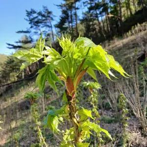 강원도 엄나무순 야생재배 개두릅 1kg 당일수확 산지발송 제철봄나물