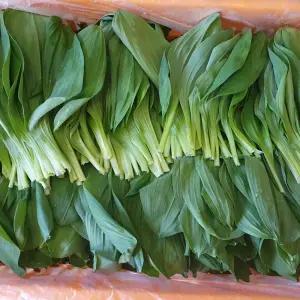 강원도 홍천 노지재배 명이나물 2kg 4kg 노지명이 잎명이 울릉도종명이나물