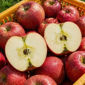 산지발송 거창 얼음골 통으로먹는 햇 부사 사과 5KG 대과