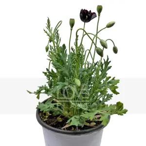 블랙꽃양귀비 검은양귀비 묘목 봄꽃 야생화 화분 유럽정원 인테리어