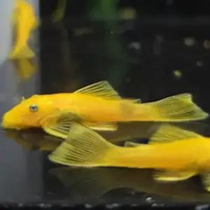 [AquAnci] L-144 안시 숏핀 1마리