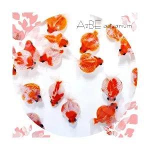 [에이투비]사쿠라진주린 / 3-5cm 몸통100원짜리 사이즈 / 1마리