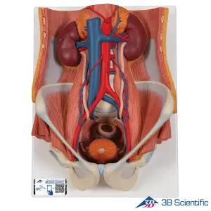 [종로의료기]3B Scientific 인체해부모형 6파트 양성 비뇨기계 K32 Urinary System 비뇨기 해부모형