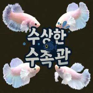 [수상한수족관] [하프문베타 ] 팬시 덤보 하프문 암컷 베타 / 1마리 / 랜덤발송