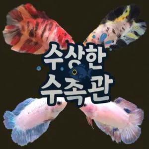 [수상한수족관] [하프문베타 ] 더블테일 하프문 암컷 베타 / 1마리 / 랜덤발송
