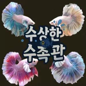 [수상한수족관] [하프문베타 ] 팬시 덤보 하프문 베타 수컷/ 1마리 /색상 랜덤발송