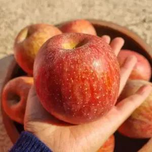 농원발송 강원도 고랭지 양구 펀치볼 꿀 부사 사과 10KG 대과