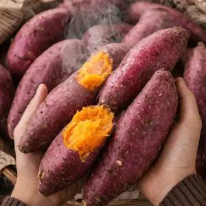 해남 황금빛 촉촉달달 햇 호박고구마 10KG 특상