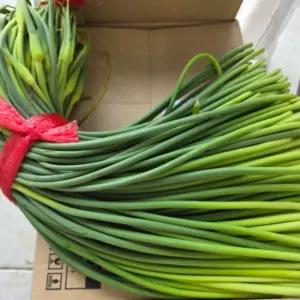 한정수량 국내산 생 마늘쫑 햇마늘쫑 농장 수확 1kg