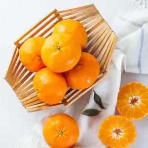 제주직송 가정용 레드향 혼합과 10kg