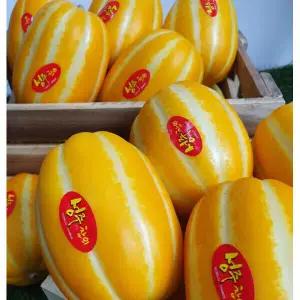 첫물 꿀벌 성주참외 가정용 4.5kg 소꼬마 35-45과 내외 감자칼로 깍아 먹는~ 껍찔채 먹어도 달콤한 꼬마참