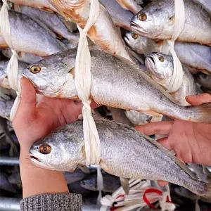 [하프클럽/오티마트]영광 법성포 부세 굴비 대사이즈 10미