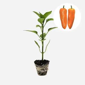 마이플랜트 파프리카 미니 주황 1개 야채 모종 파프리카 고추 피망 텃밭 채소 튼튼한 모종