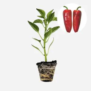 마이플랜트 파프리카 미니 빨강 1개 야채 모종 파프리카 고추 피망 텃밭 채소 튼튼한 모종