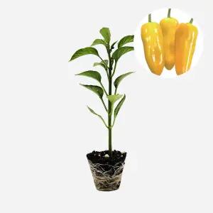 마이플랜트 파프리카 미니 노랑 1개 야채 모종 파프리카 고추 피망 텃밭 채소 튼튼한 모종