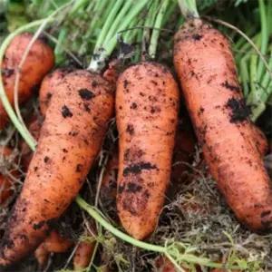 국내산 햇 당근 흙당근 5kg 왕특