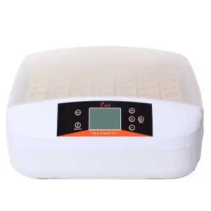 유정란 부화 미니메추리 병아리 계란 메추리 달걀