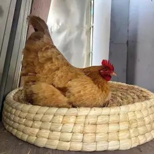 닭둥지 알둥지 병아리 닭산란통 거위 메추리 부화장 새