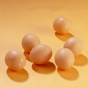 (타입 계란 장난감 10p)놀이 부드러운 장난감 계란 강아지 삑삑이 10p 달걀 달걀장난갑