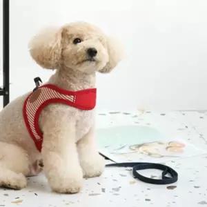 패리스독 강이지 리드줄 하네스 애견 개줄 2M 레드