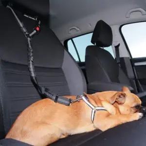 차량 강아지 안전벨트 반려견 목줄