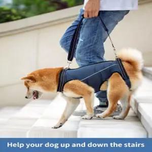 노령견 보행 보조벨트 하네스 뒷다리 보조 강아지 부상