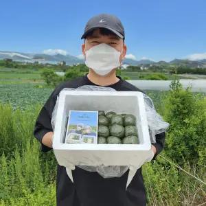 [거북이떡]해남 해풍 팥앙금 쑥떡 쑥팥떡 1.5kg (20개입)