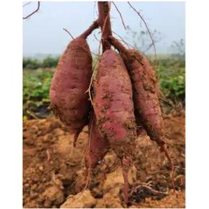 [특상품] 해남 배니하루카 햇 고구마 10kg