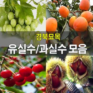 [경북묘목]유실수,과실수모음/체리,사과,자두,블루베리등