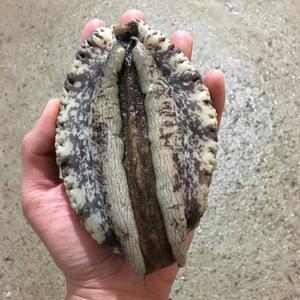 (대통령상 수상)진도 특대 활전복 1kg 6미부터 꼬마 완도 전복 선물세트