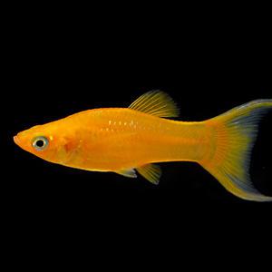 라이어테일 골든 몰리 3마리