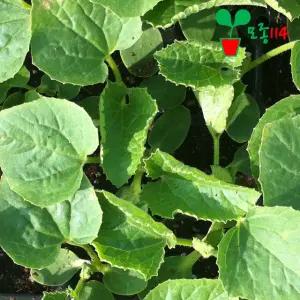 참외 모종 (1개)~ 베란다 텃밭 시장 씨앗 채소 묘종