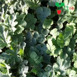 애플수박 모종 (1개)~ 베란다 텃밭 수박 씨앗 꽃 채소