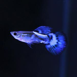 블루다이아 구피 5마리