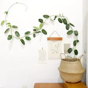 갑조네 마다가스카르 자스민(대품) 개별배 송