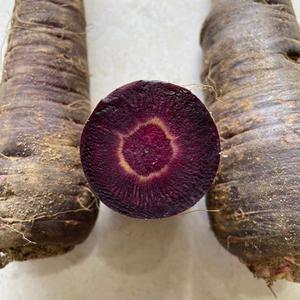 26년 수확 제주 구좌 햇 자색당근 보라당근 3kg(특품)