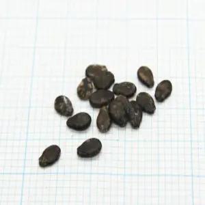 흑수박씨앗     20   립