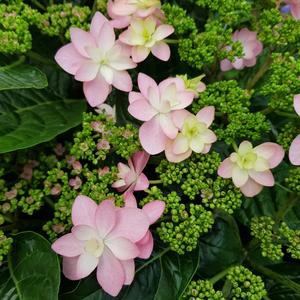 [소나무길] 황홀한 댄스파티 별수국 099 화원 농원