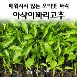 [모종심는아빠] 매워지지 않는 오이맛 꽈리 아삭이꽈리 고추 모종3개
