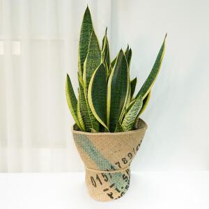 갑조네 산세베리아 슈퍼바(대품) 개별배 송