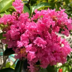 핑크벨로 백일홍나무 삽목2년 특묘 목백일홍 자엽배롱 묘목 여름꽃 개화주 (목하원예조경)