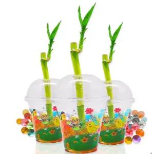 (DD) 두두엠 개운죽 키우기 10인 세트