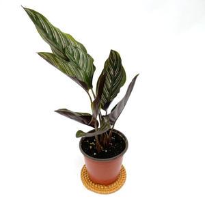 진저 칼라데아 오나타 화분 모종 공기정화 식물 키우기