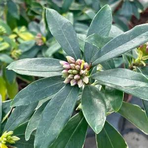 천리향 외목대 중형 향기나는꽃 서향나무 향나무 공기정화식물