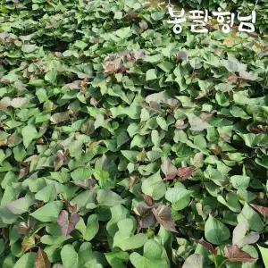 밤고구마모종 1kg 고구마순