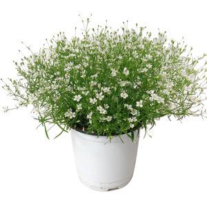 안개꽃 생화 화분 미니 꽃화분 모종 키우기